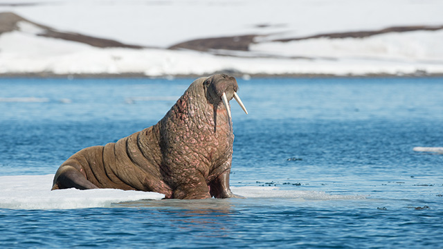 KARAKTERISTIK, HABITAT, DAN KONSERVASI HEWAN WALRUS